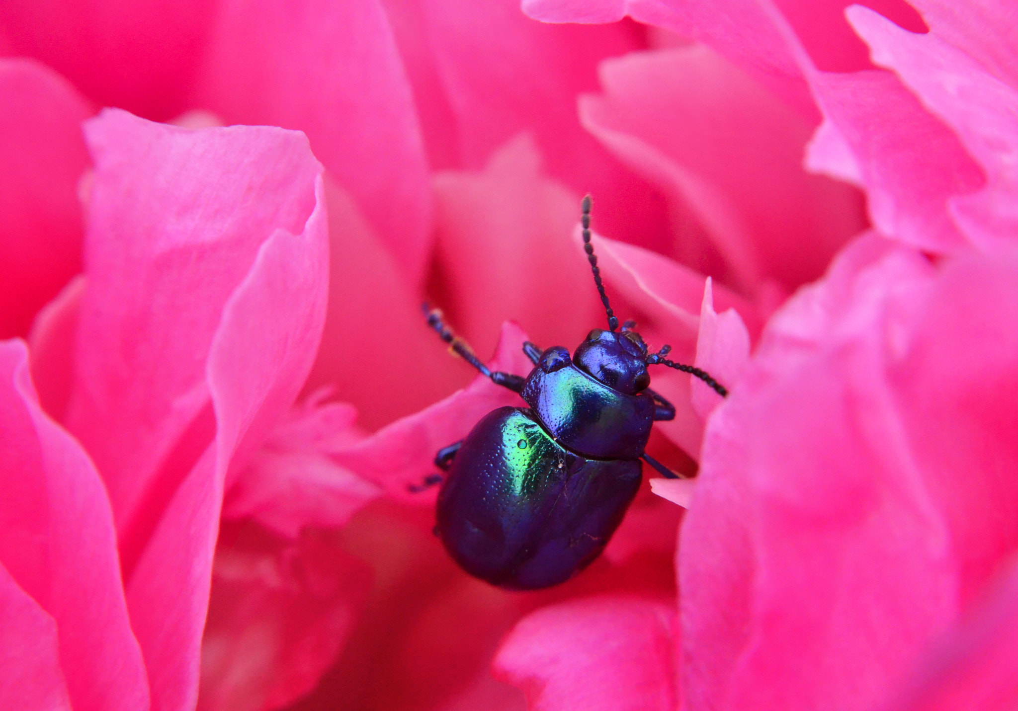 Manual Lens No CPU sample photo. Blue&pink photography