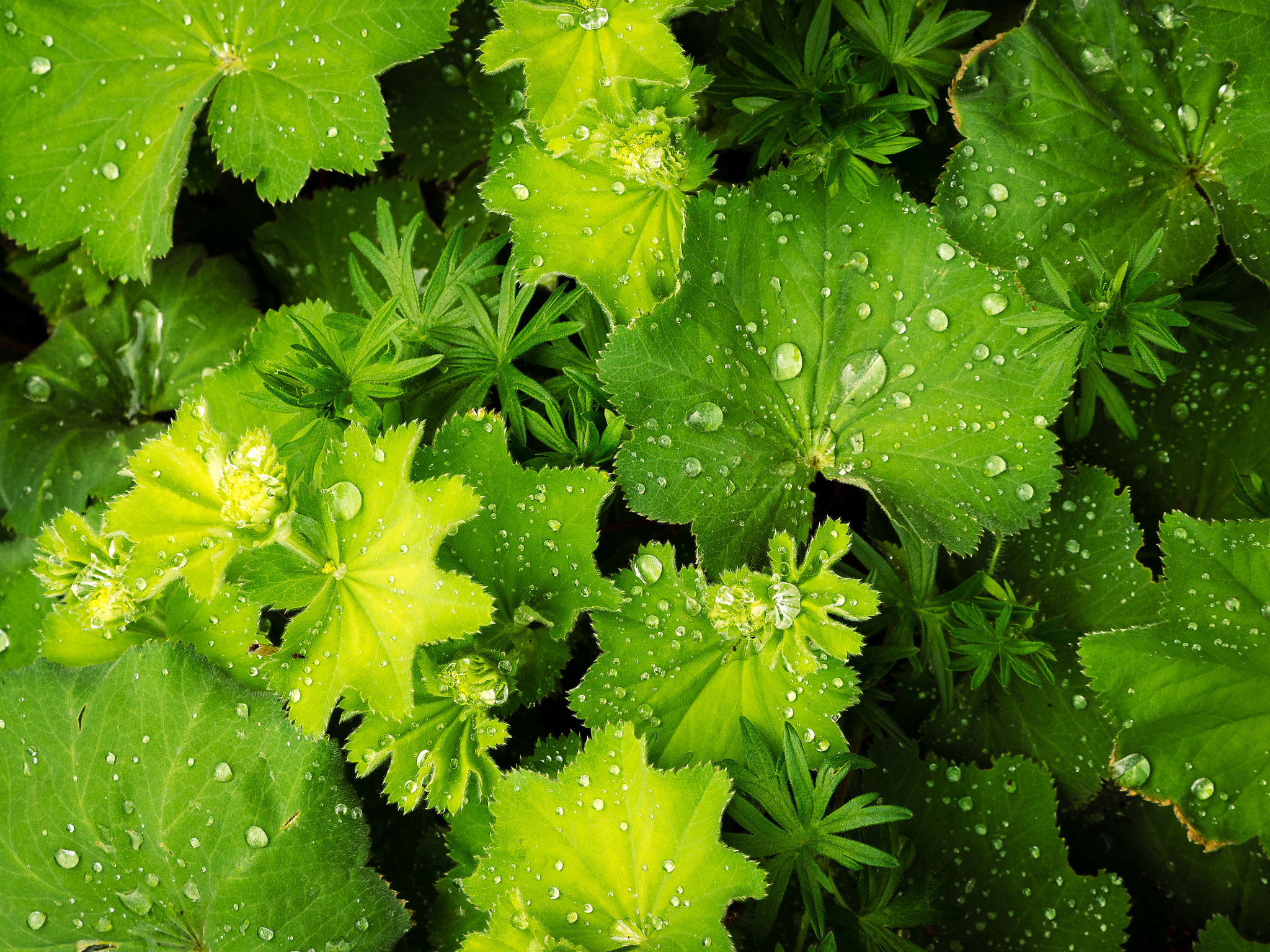 LUMIX G VARIO 45-150/F4.0-5.6 sample photo. Pattern of drops and leafs (2. vers.) photography