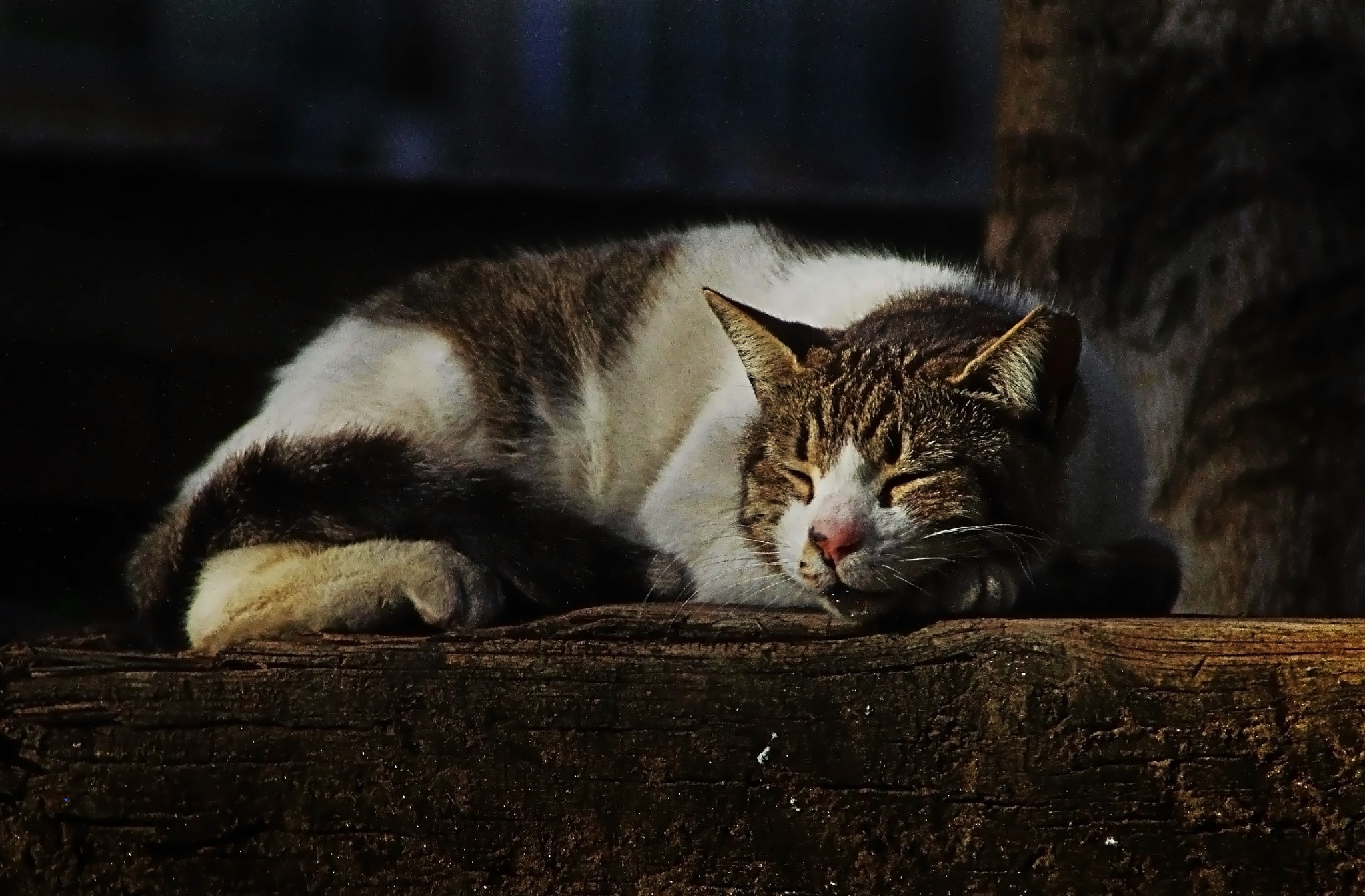 smc PENTAX-FA 28-200mm F3.8-5.6 AL[IF] sample photo. 54 photography