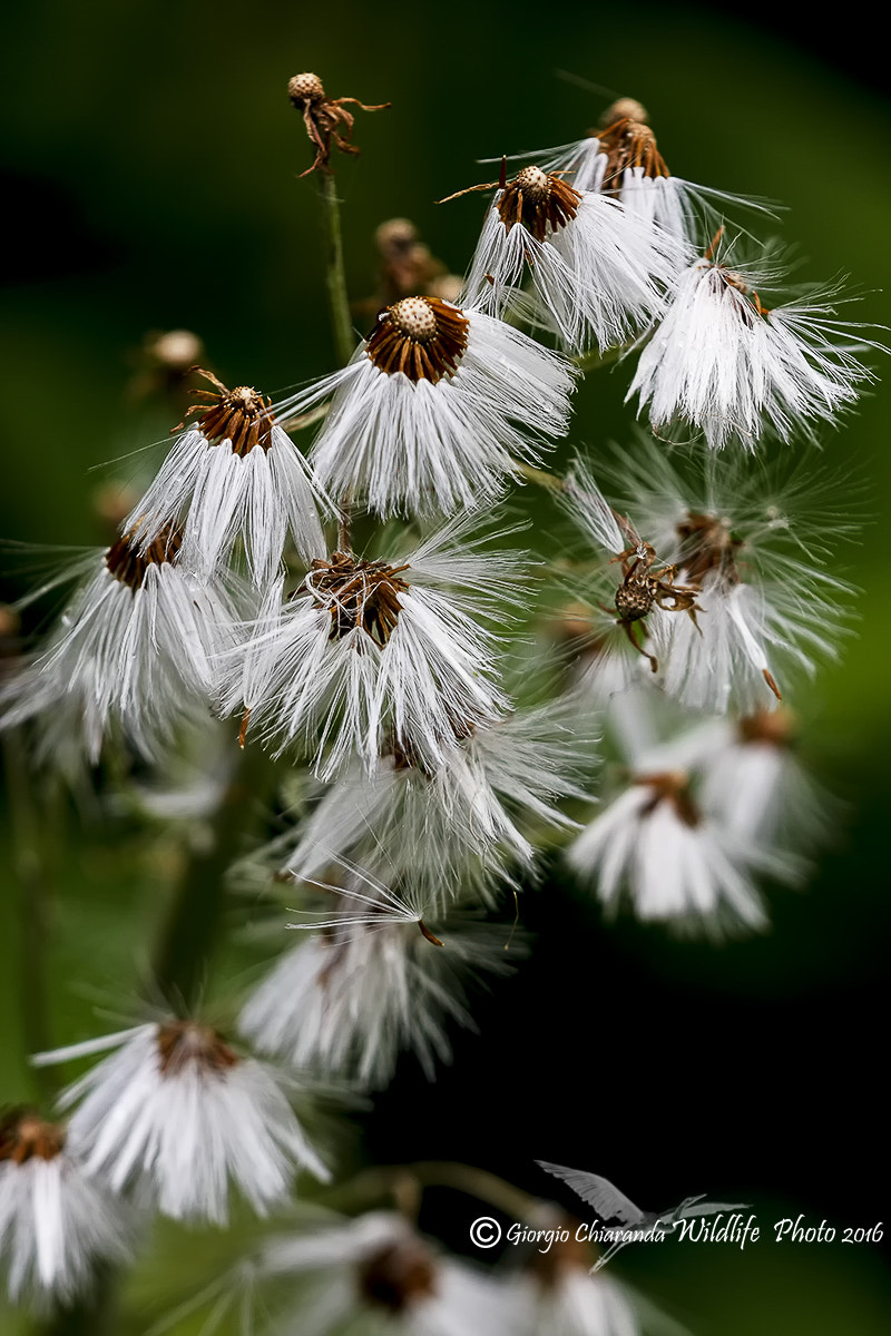 Sigma APO Macro 150mm f/2.8 EX DG HSM sample photo. Fantasmi nel verde photography