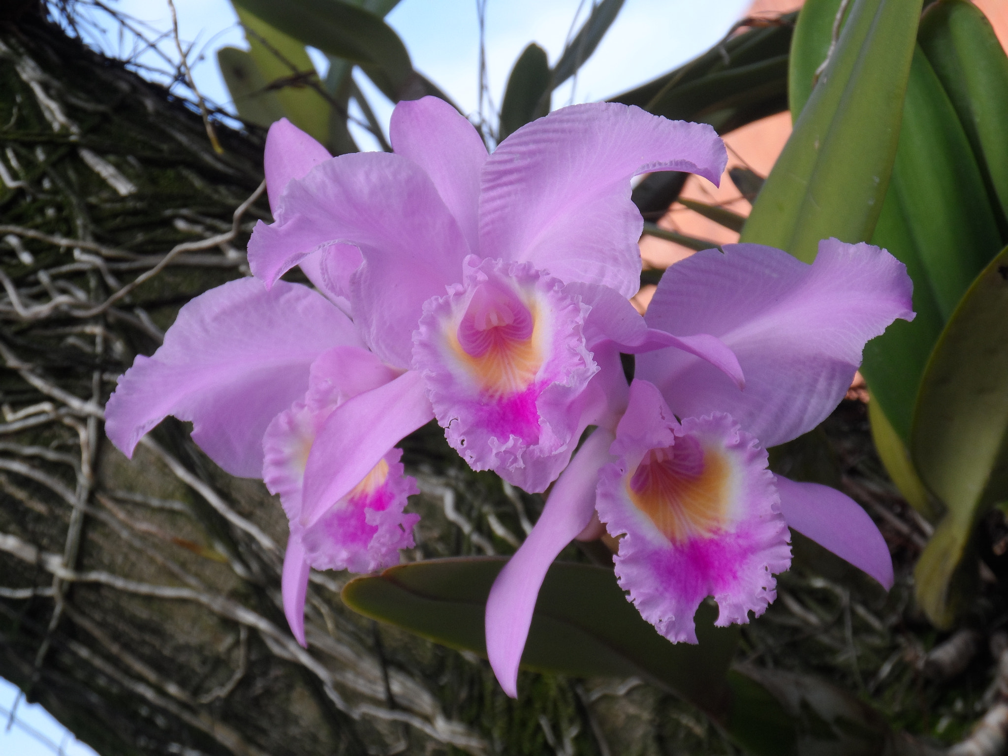Samsung WB150 / WB150F / WB152 / WB152F / WB151 sample photo. La orquídea cattleya photography