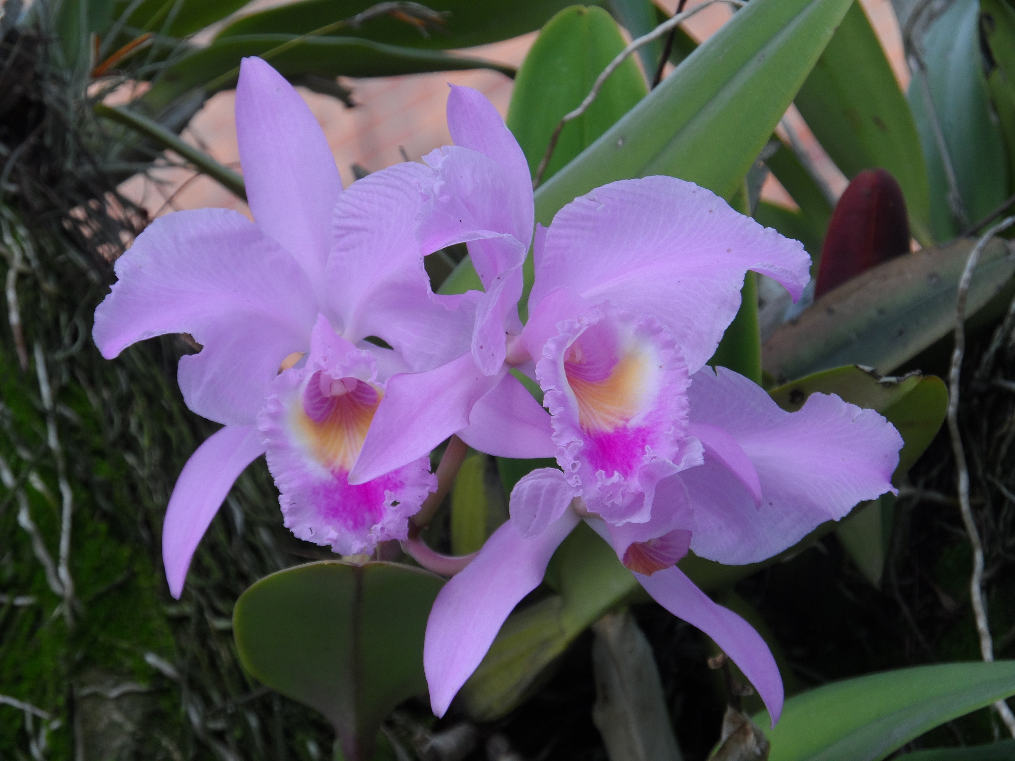 Samsung WB150 / WB150F / WB152 / WB152F / WB151 sample photo. La orquídea cattleya photography