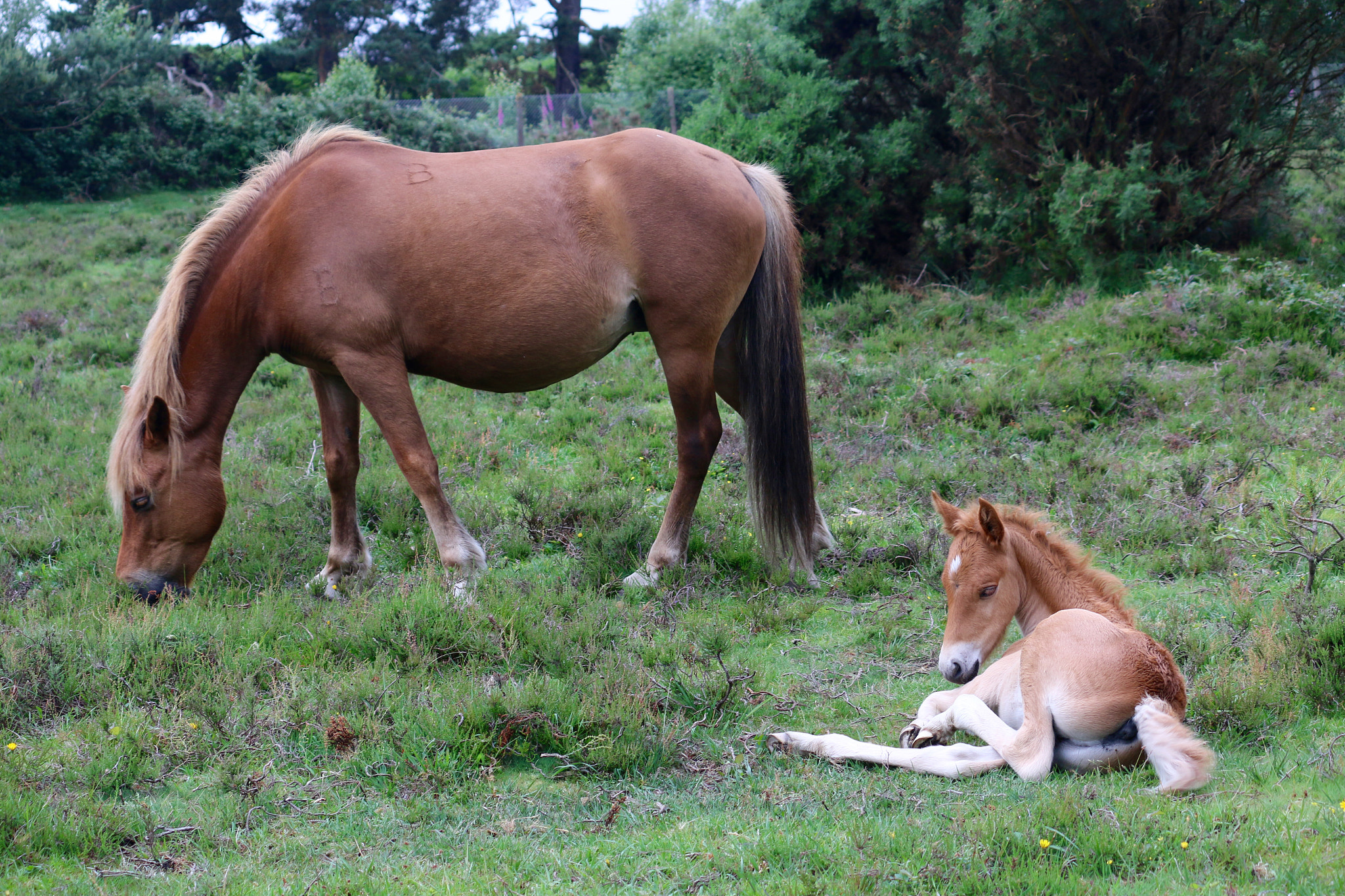 Canon EF-S 55-250mm F4-5.6 IS II sample photo. This is the mother and the foal  , the foal i put on earlier photography