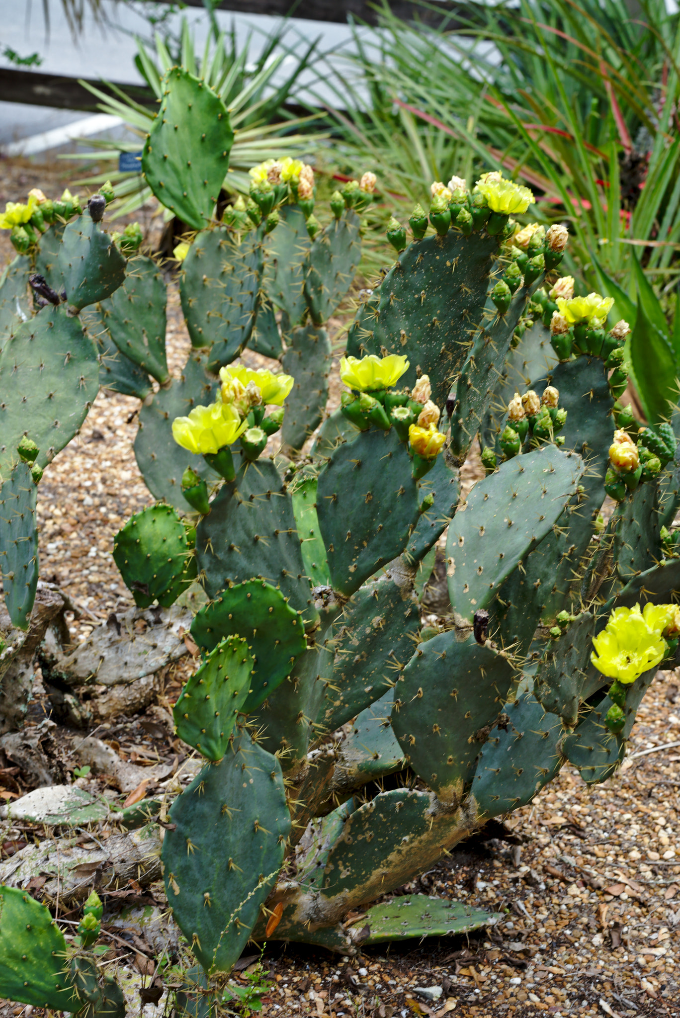 ZEISS Otus 85mm F1.4 sample photo. Flowering opuntia cacti photography