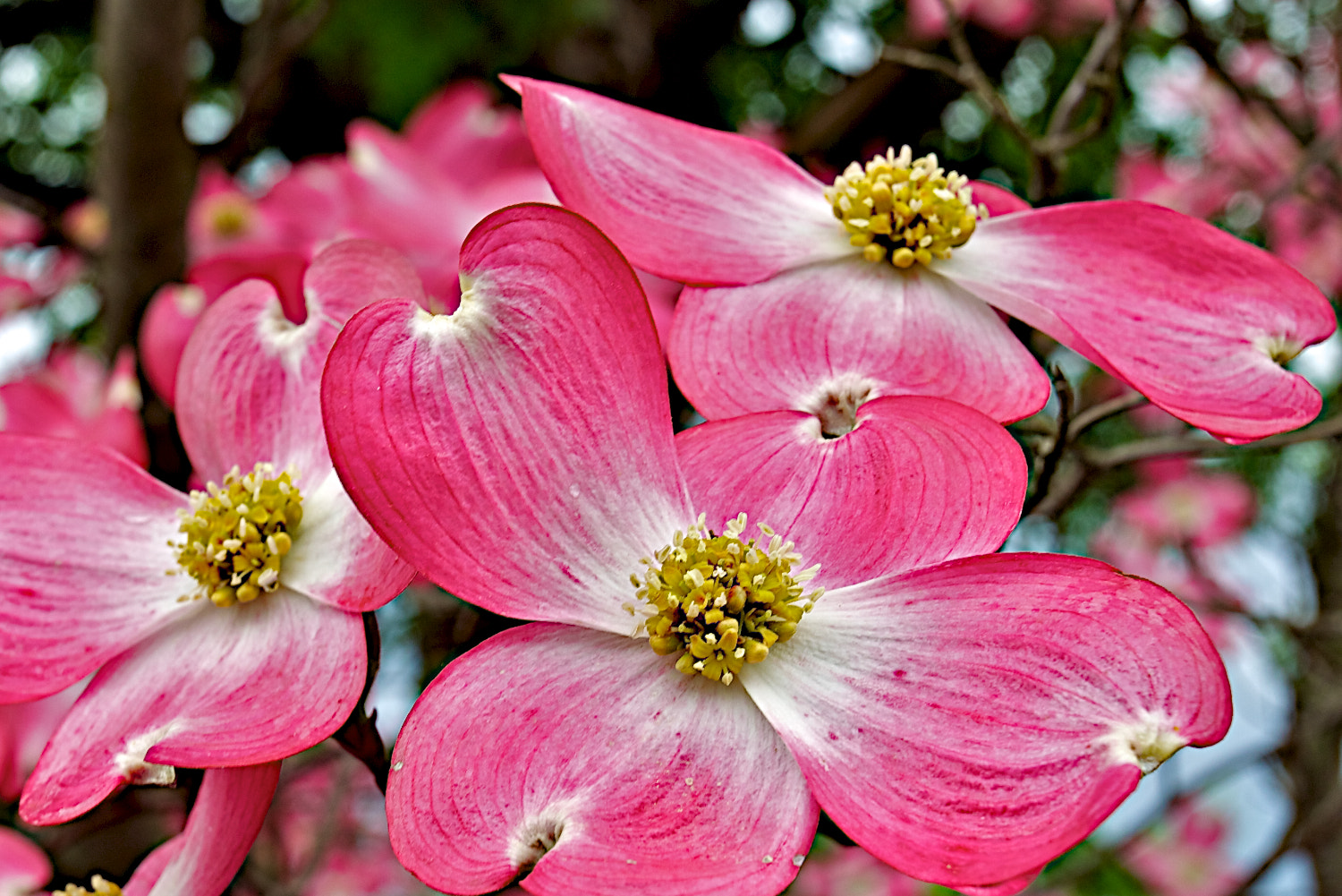 Canon EOS-1D Mark IV sample photo. Dogwood trio photography