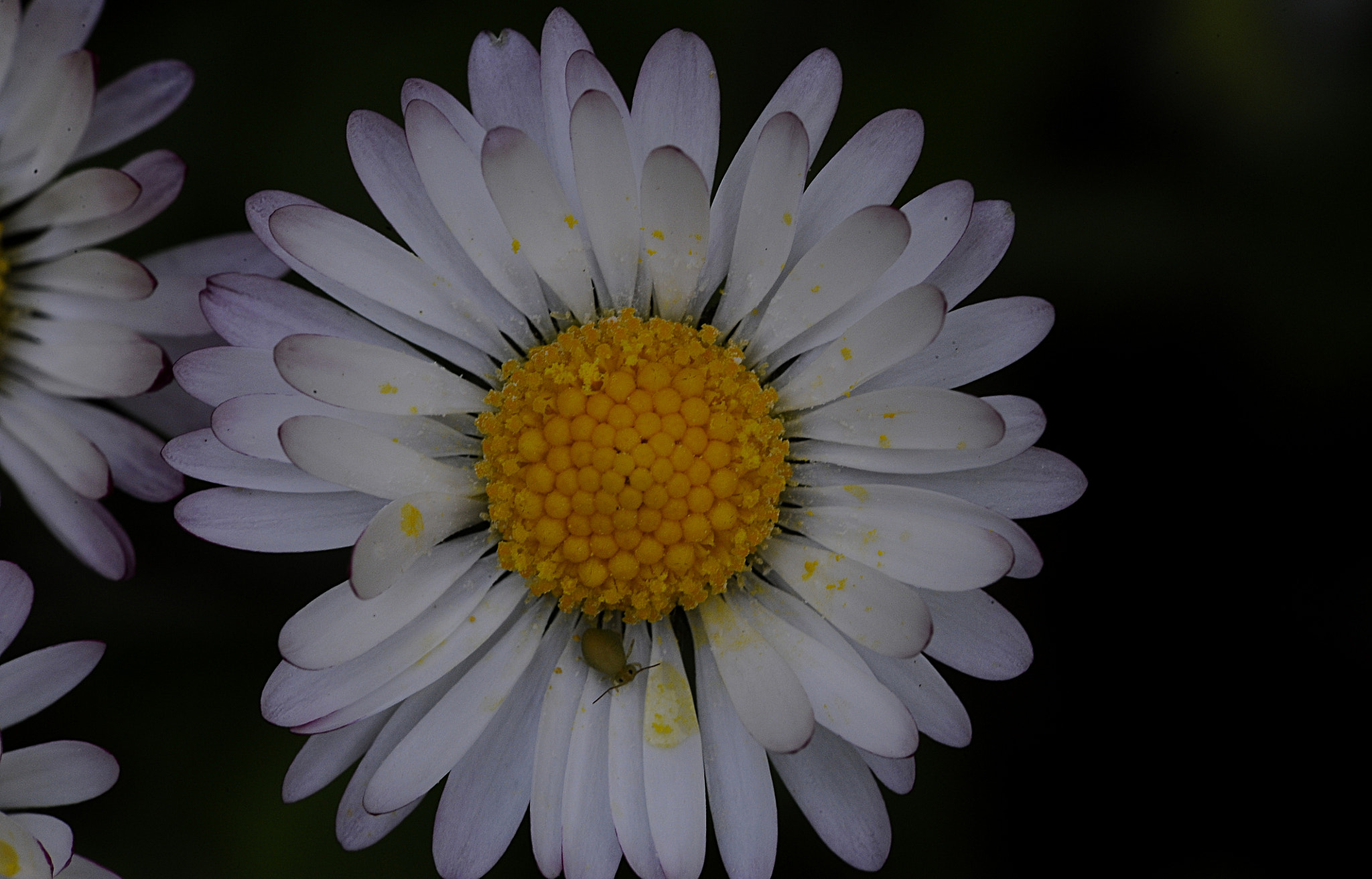 Nikon D700 + Manual Lens No CPU sample photo. Living in a flower photography