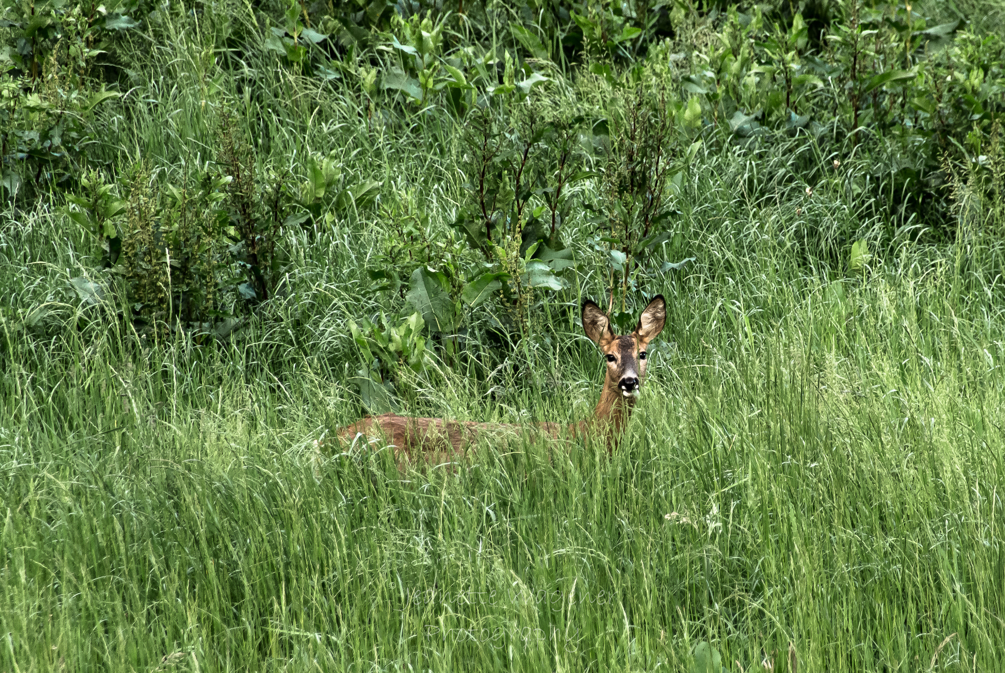 Sigma 18-250mm F3.5-6.3 DC OS HSM sample photo. Dear photography