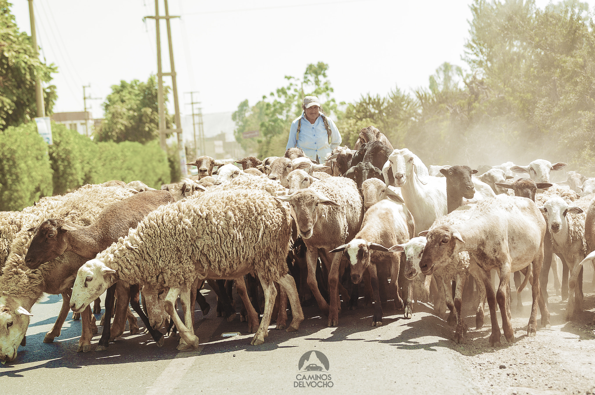 Sigma 50-150mm F2.8 EX APO DC OS HSM sample photo. Pastor en la ruta hacia cachuy photography