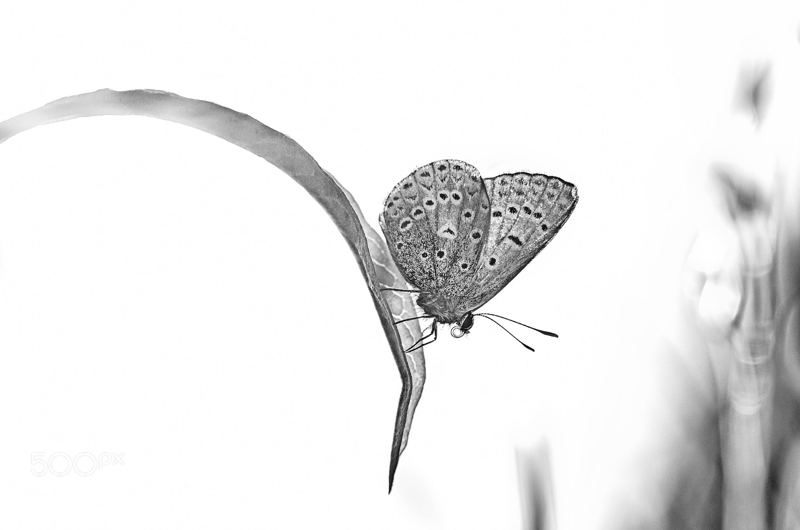 Tamron SP AF 90mm F2.8 Di Macro sample photo. B&w common blue photography