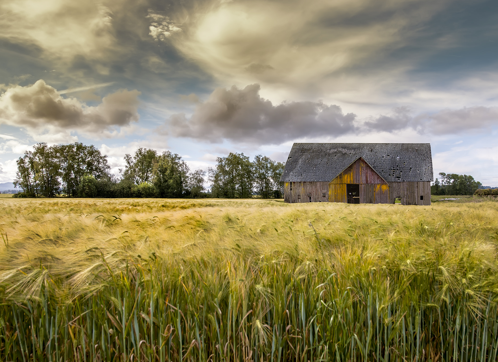 Nikon D3X + Nikon AF-S Nikkor 14-24mm F2.8G ED sample photo. The wheat field photography