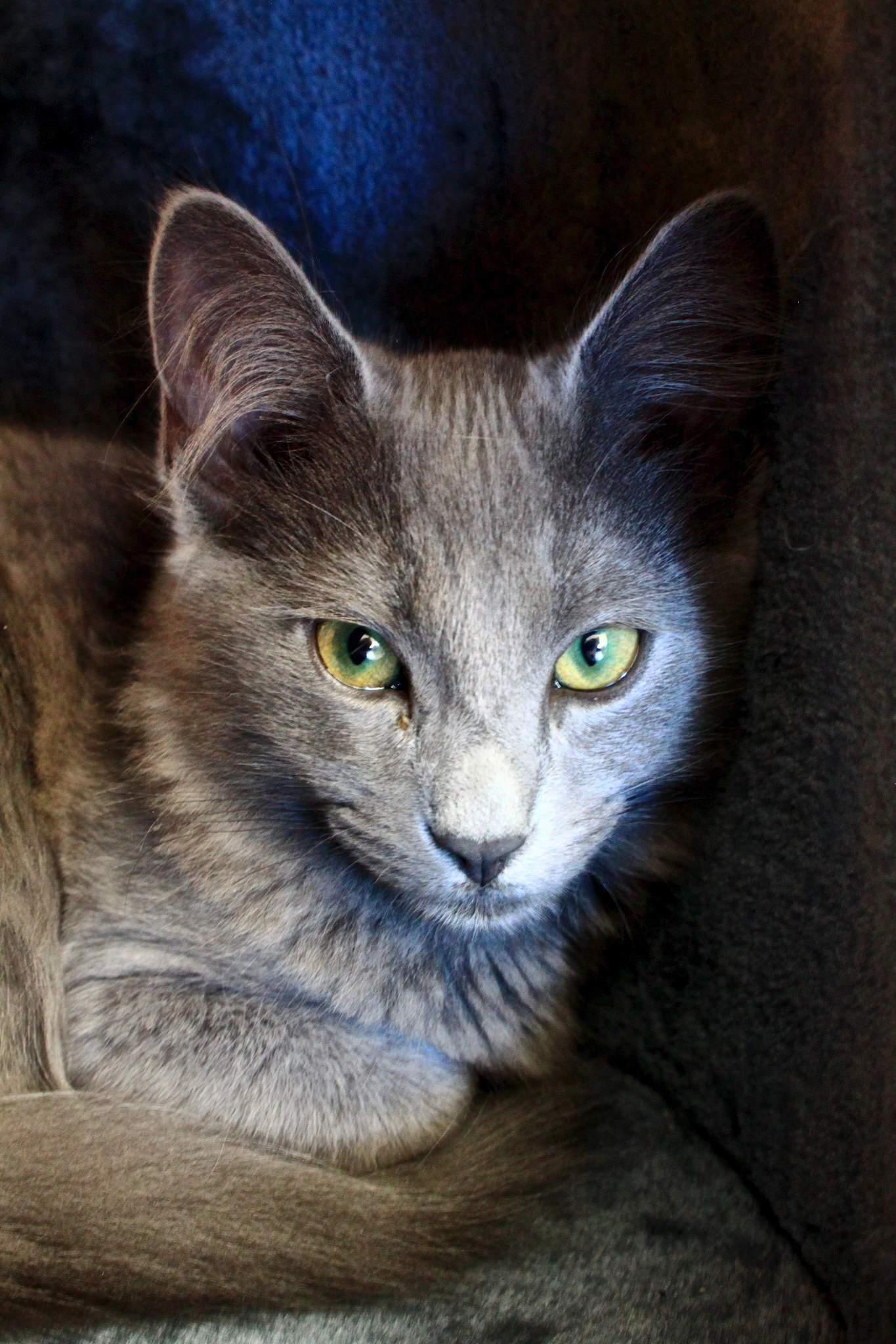 Canon EOS 500D (EOS Rebel T1i / EOS Kiss X3) sample photo. Nebelung joanie photography
