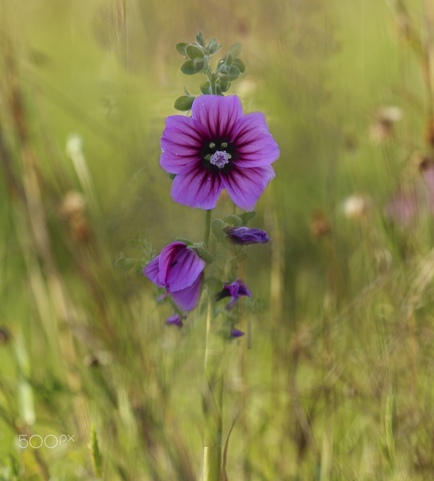 Sigma 150mm F2.8 EX DG OS Macro HSM sample photo. Naïve photography