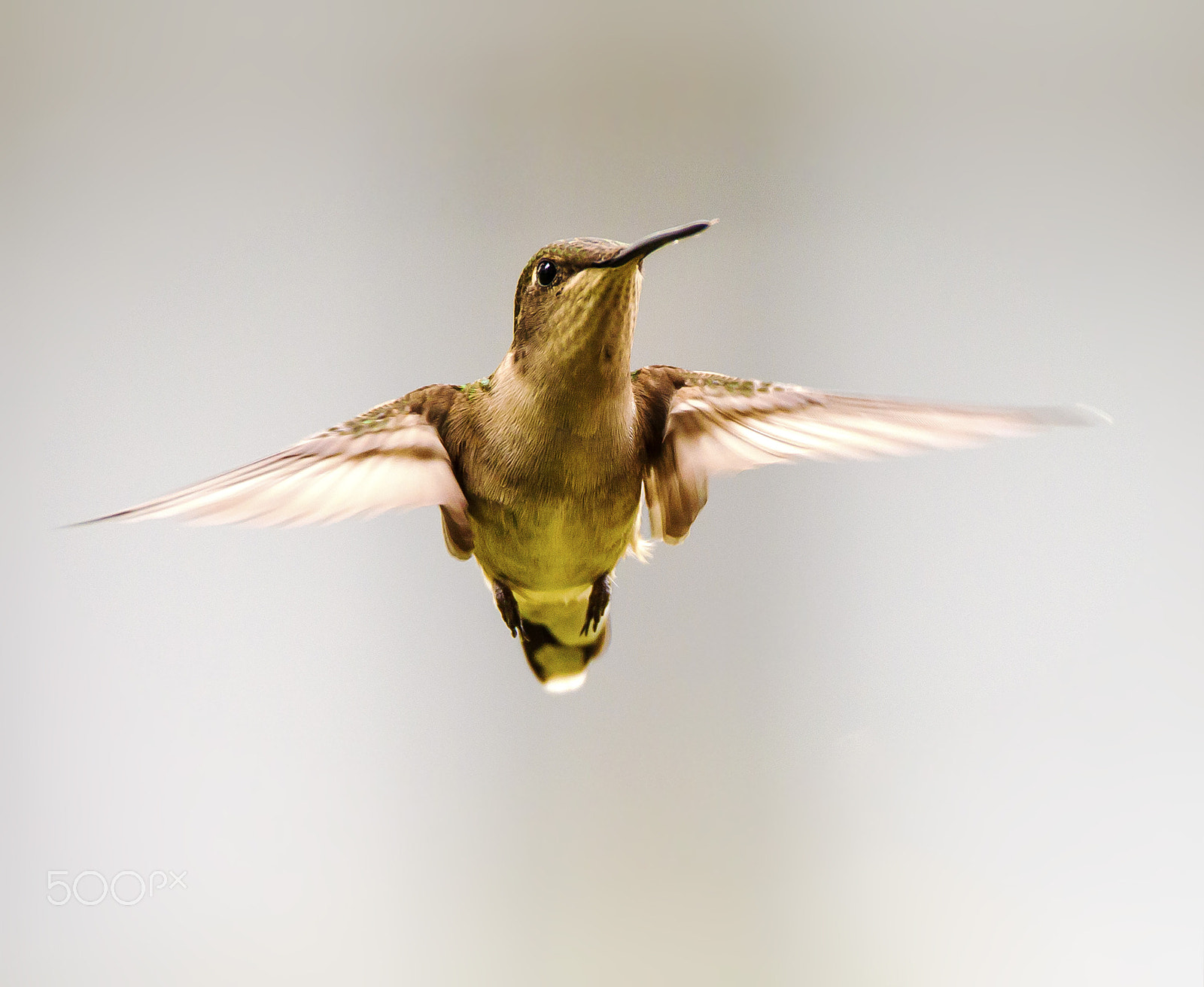 150-600mm F5-6.3 DG OS HSM | Contemporary 015 sample photo. Humming bird photography