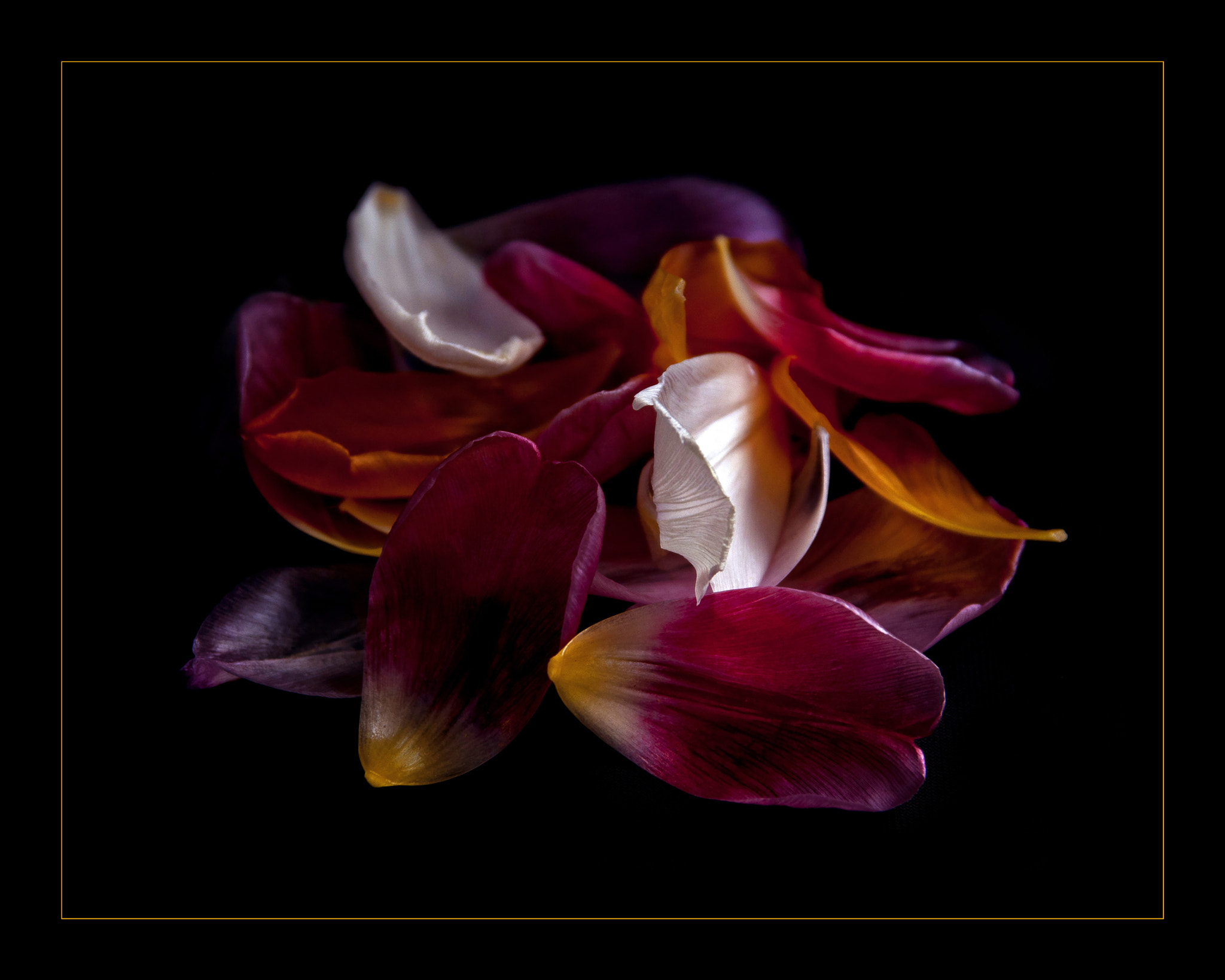 Nikon AF Nikkor 24-85mm F2.8-4D IF sample photo. Petals photography