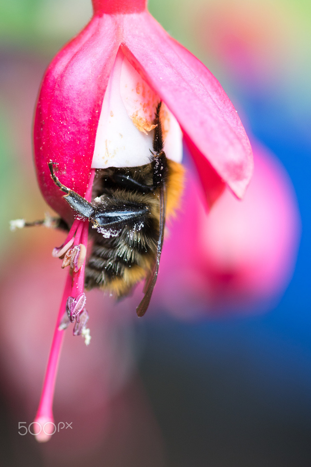 Canon EOS 7D Mark II + Tamron SP AF 90mm F2.8 Di Macro sample photo. Getting stuck in! photography