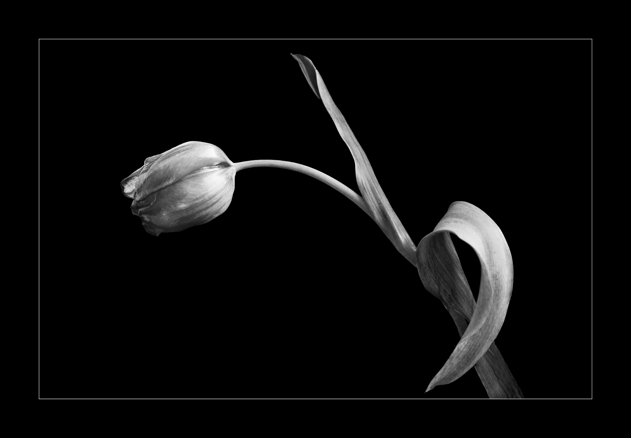 Nikon AF Nikkor 24-85mm F2.8-4D IF sample photo. Tulip photography