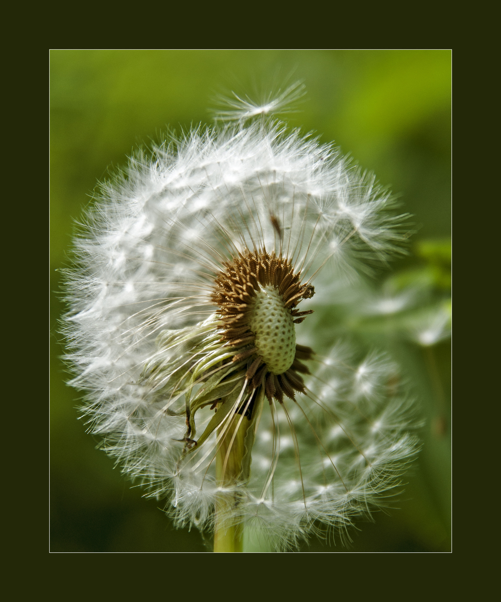 Nikon AF Nikkor 24-85mm F2.8-4D IF sample photo. Dandilion photography