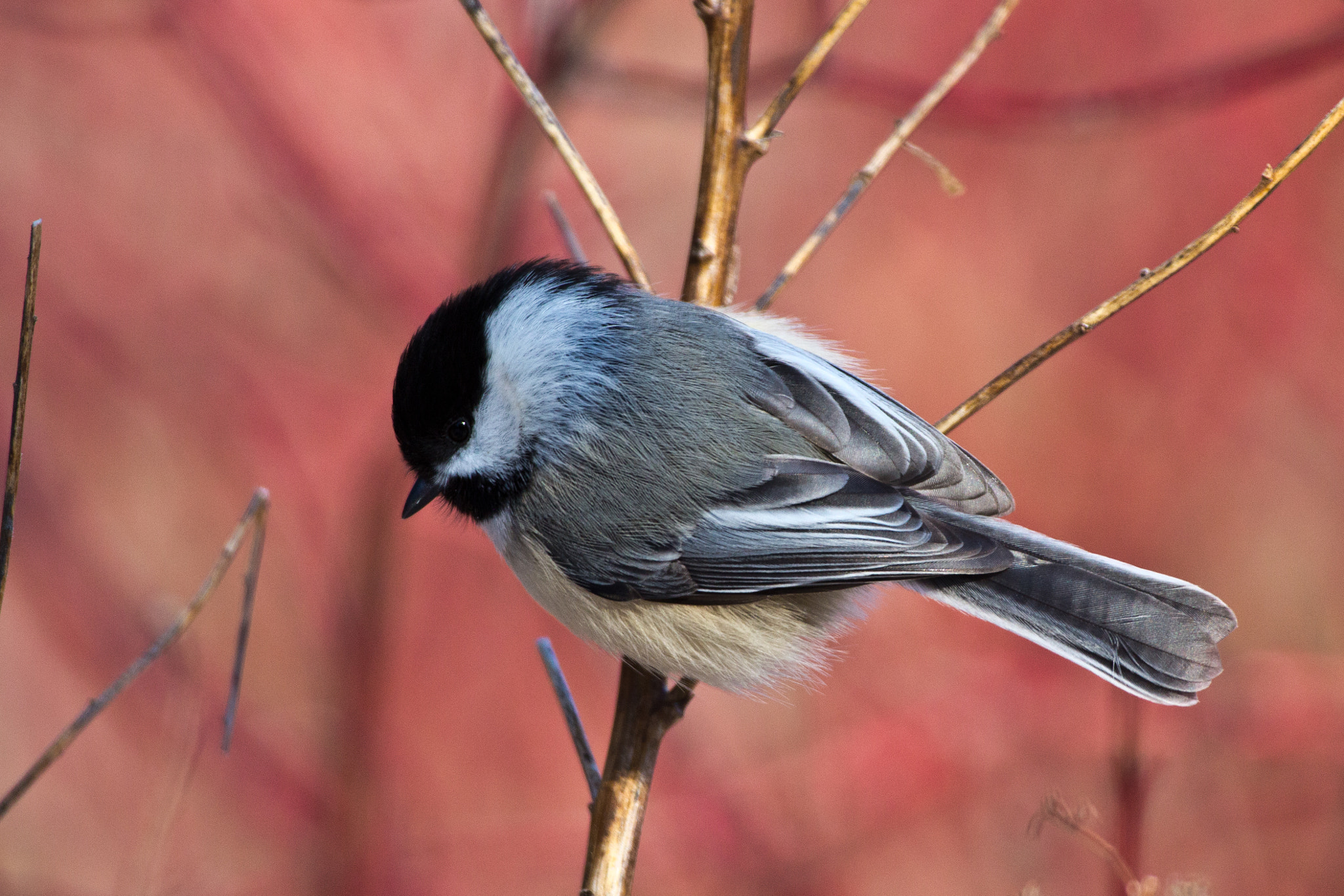 Canon EF 100-400mm F4.5-5.6L IS USM sample photo. The chickadee photography