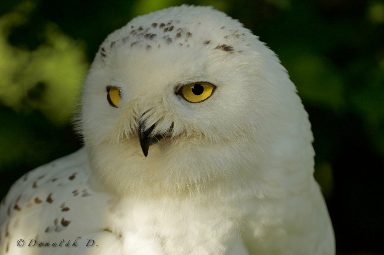 Canon EF 200-400mm F4L IS USM Extender 1.4x sample photo. Sovice sněžní (bubo scandiacus) photography
