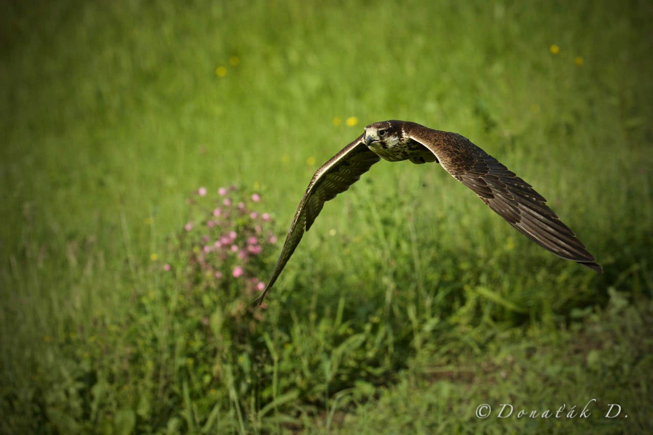 Canon EOS 7D Mark II + Canon EF 200-400mm F4L IS USM Extender 1.4x sample photo. Raroh velký (falco cherrug) photography