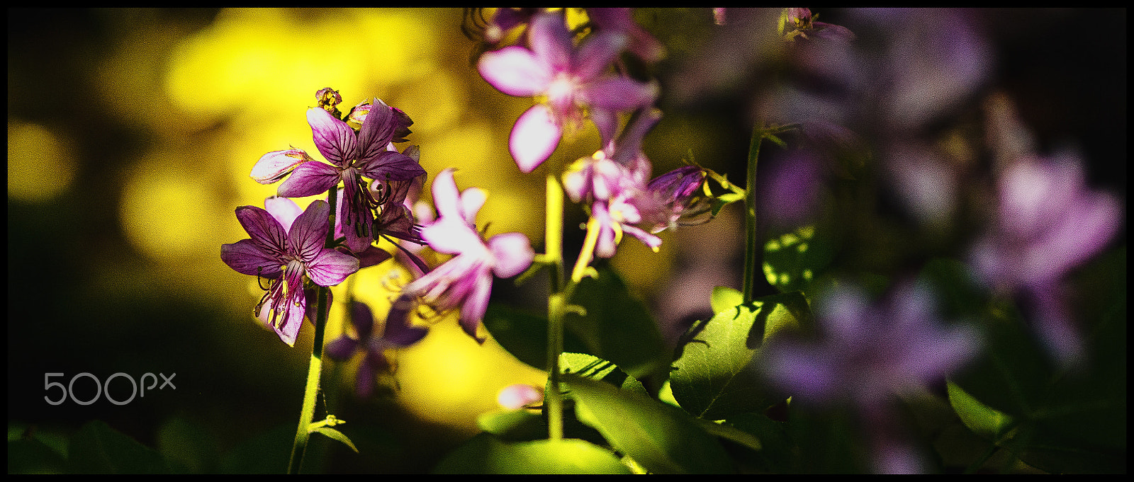 Olympus OM-D E-M10 II + Olympus M.Zuiko Digital ED 75mm F1.8 sample photo. Gasglow photography