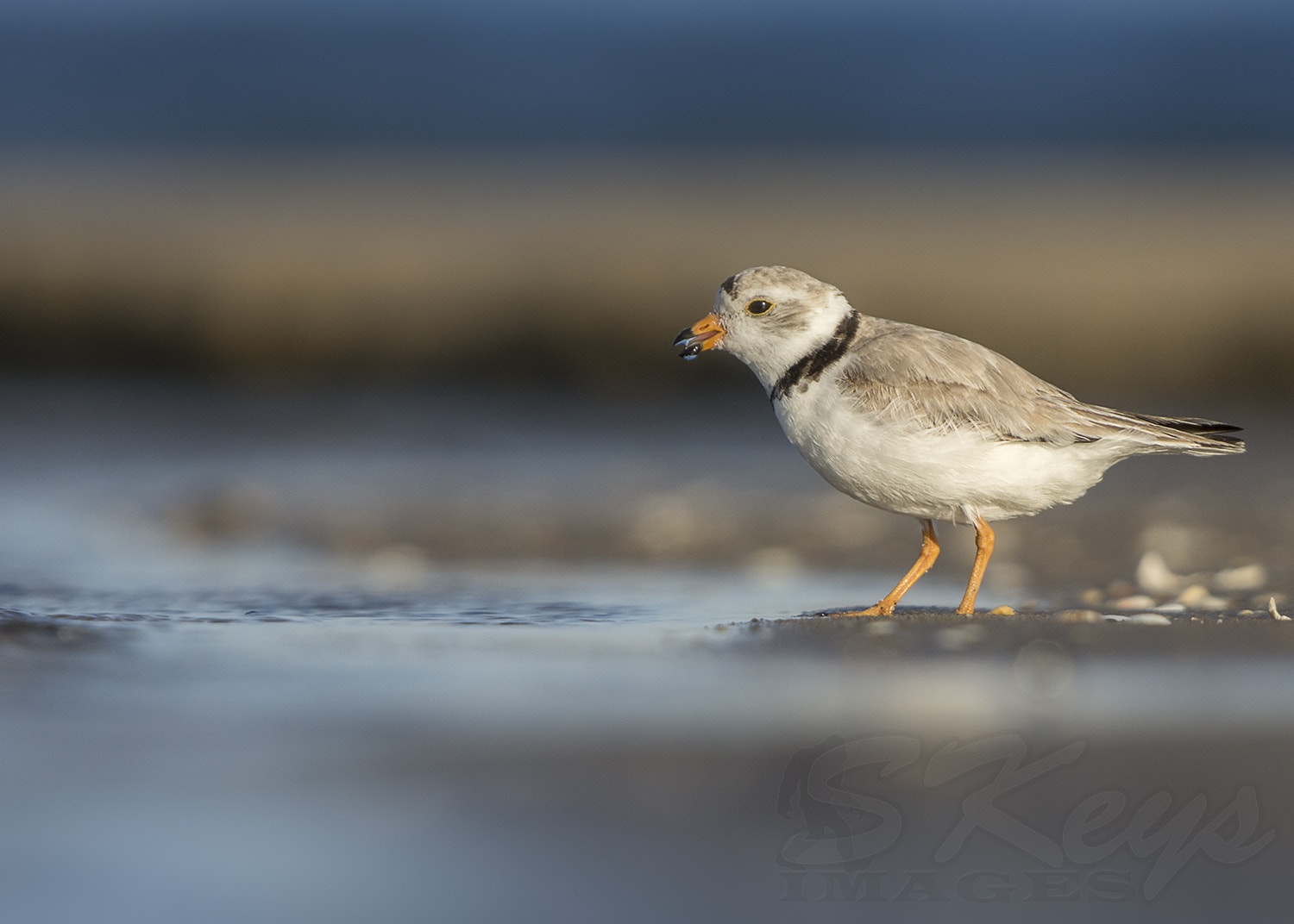 Nikon D7200 + Sigma 500mm F4.5 EX DG HSM sample photo. Water break (piping plover) photography