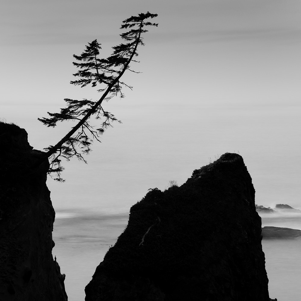 Canon EF 100-400mm F4.5-5.6L IS USM sample photo. Adrian's tree photography