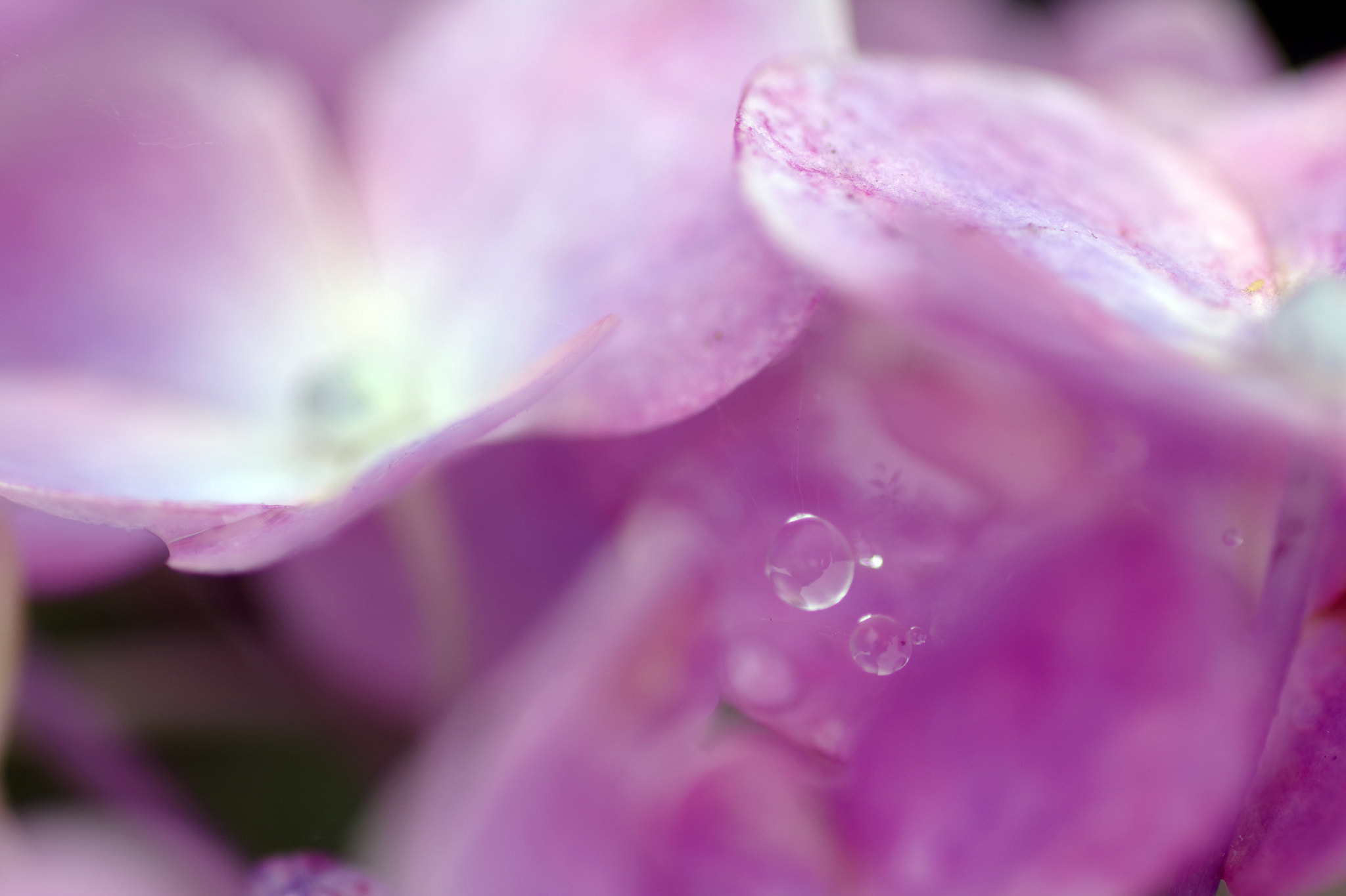 Pentax smc D-FA 100mm F2.8 Macro WR sample photo. Raindrops caught in a spider web photography