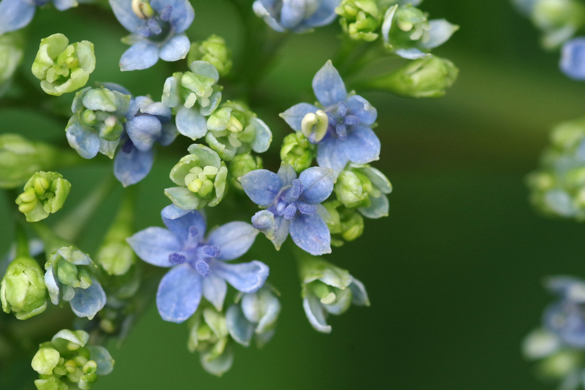 Pentax smc D-FA 100mm F2.8 Macro WR sample photo. Hydrangea (アジサイ) photography