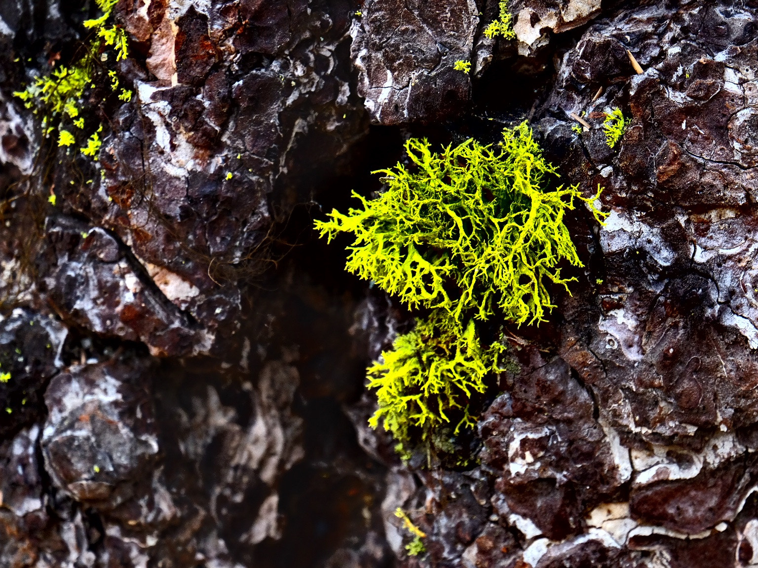 Fujifilm X-T10 + Fujifilm XC 50-230mm F4.5-6.7 OIS II sample photo. Moss photography