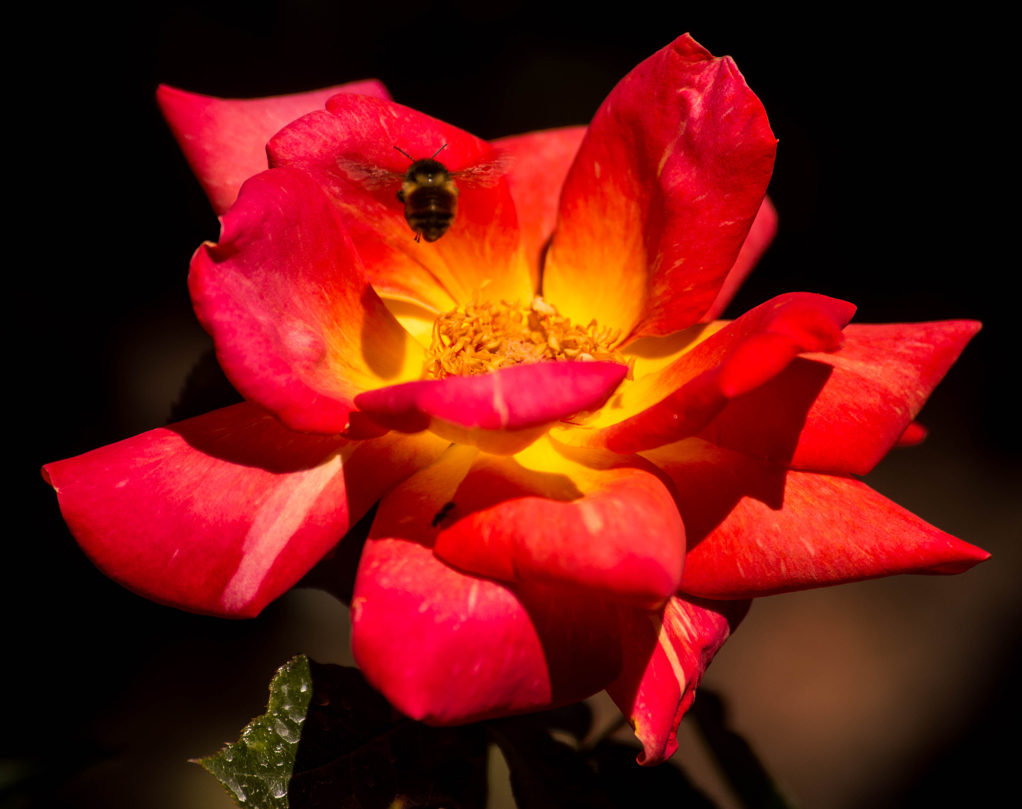 Nikon D600 sample photo. Bee and rose photography