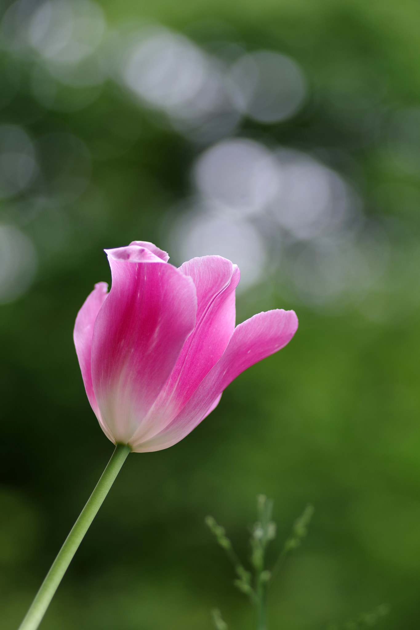 Pentax smc D-FA 100mm F2.8 Macro WR sample photo. Tulip photography