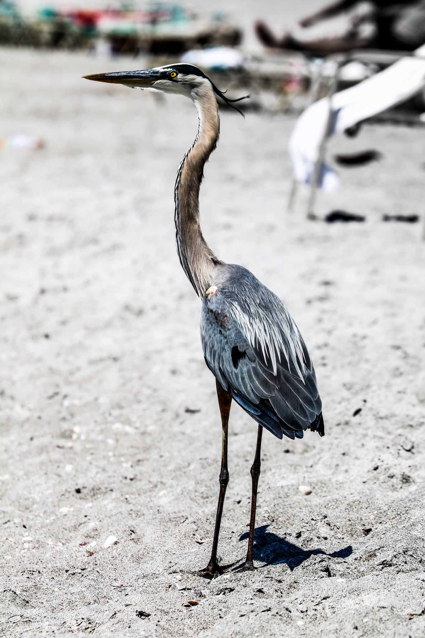 Canon EF 70-300mm F4-5.6L IS USM sample photo. Gbh photography
