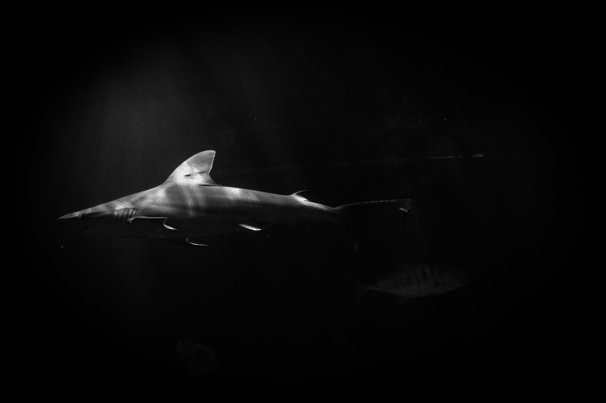 Canon EOS 750D (EOS Rebel T6i / EOS Kiss X8i) sample photo. Shark shedd photography