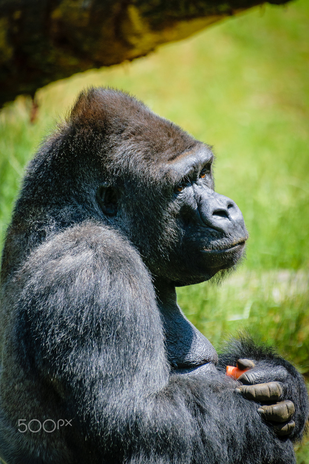 Sigma 50-500mm F4.5-6.3 DG OS HSM sample photo. Gorilla photography
