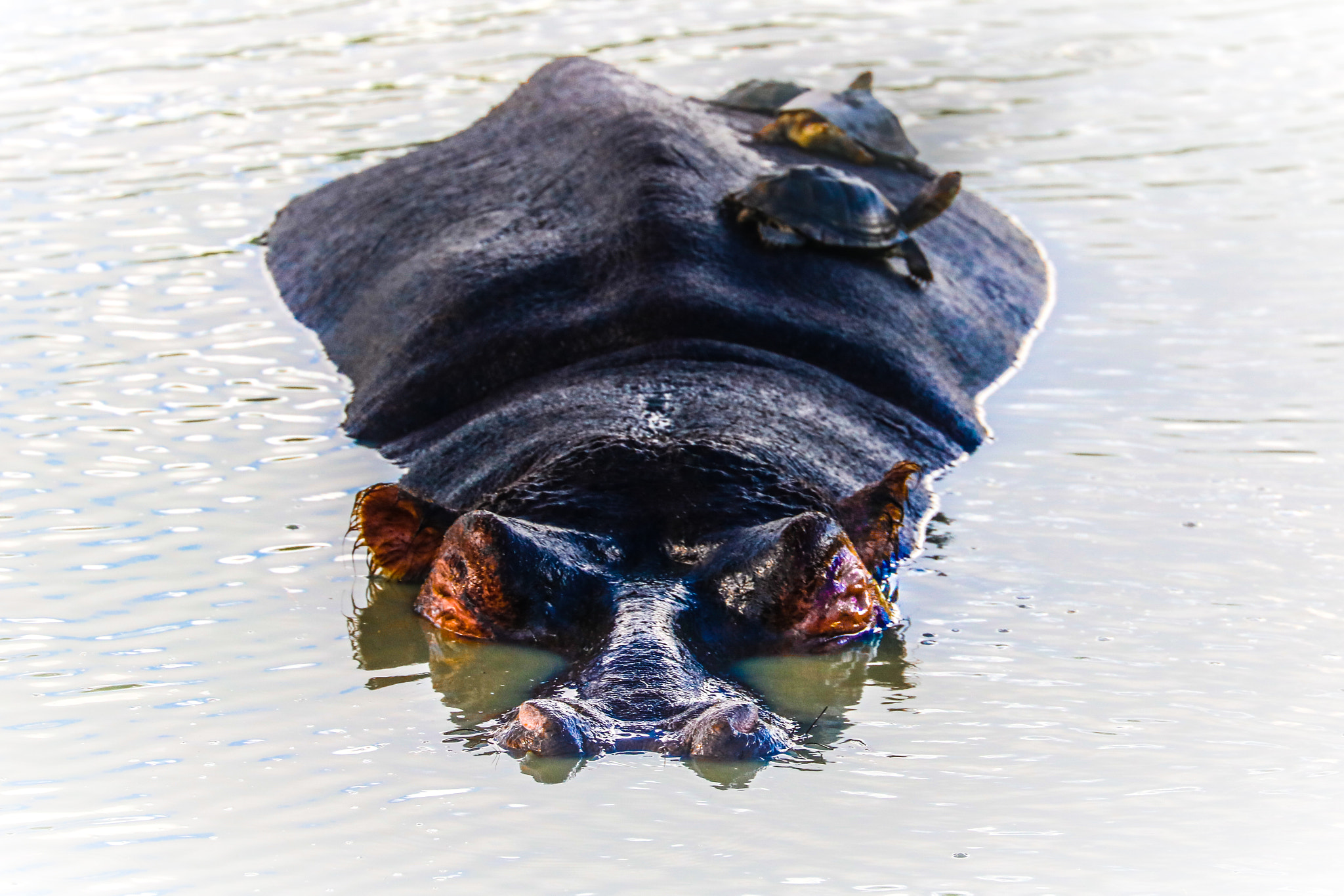 Canon EF 70-300mm F4-5.6L IS USM sample photo. Hippo photography