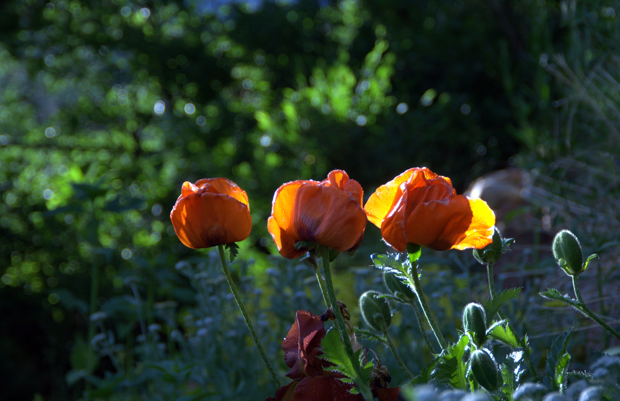 Nikon D2X sample photo. After the rain comes sun photography