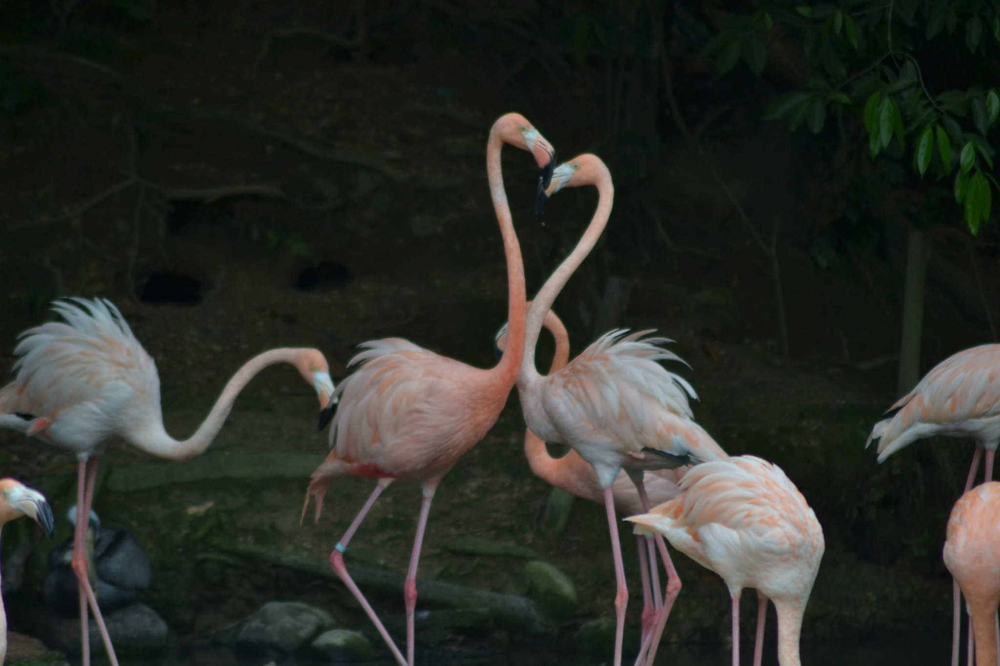 Nikon AF Nikkor 70-300mm F4-5.6G sample photo. Tomada en el zoodom, en santo domingo, rd. los fla ... photography
