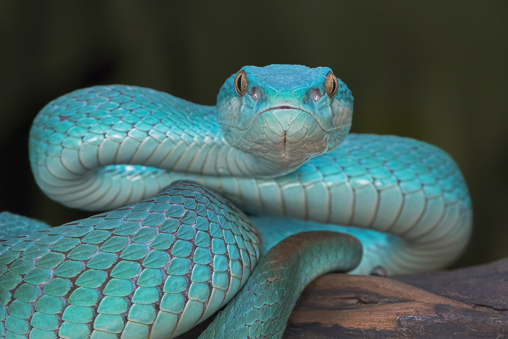 Trimeresurus Insularis (Blue) by Aditya Permana / 500px