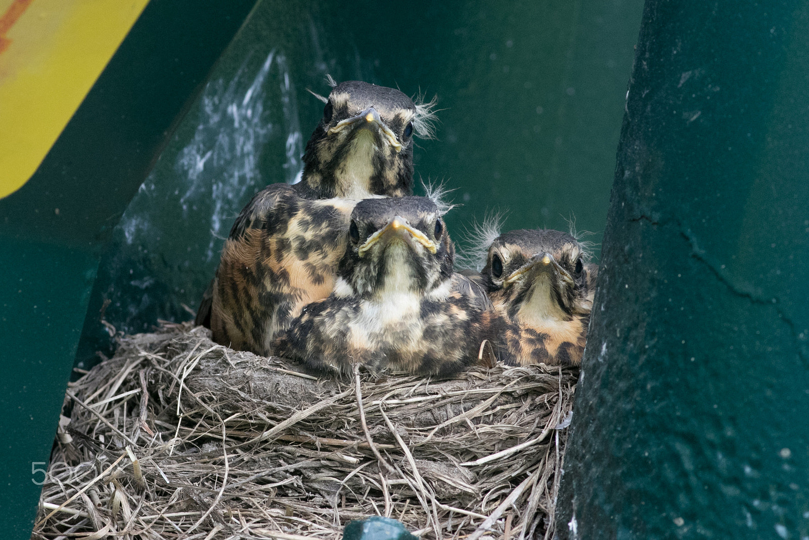 Canon EOS 7D Mark II + Canon EF 400mm F5.6L USM sample photo. Robin chicks, "your not my mother!" photography