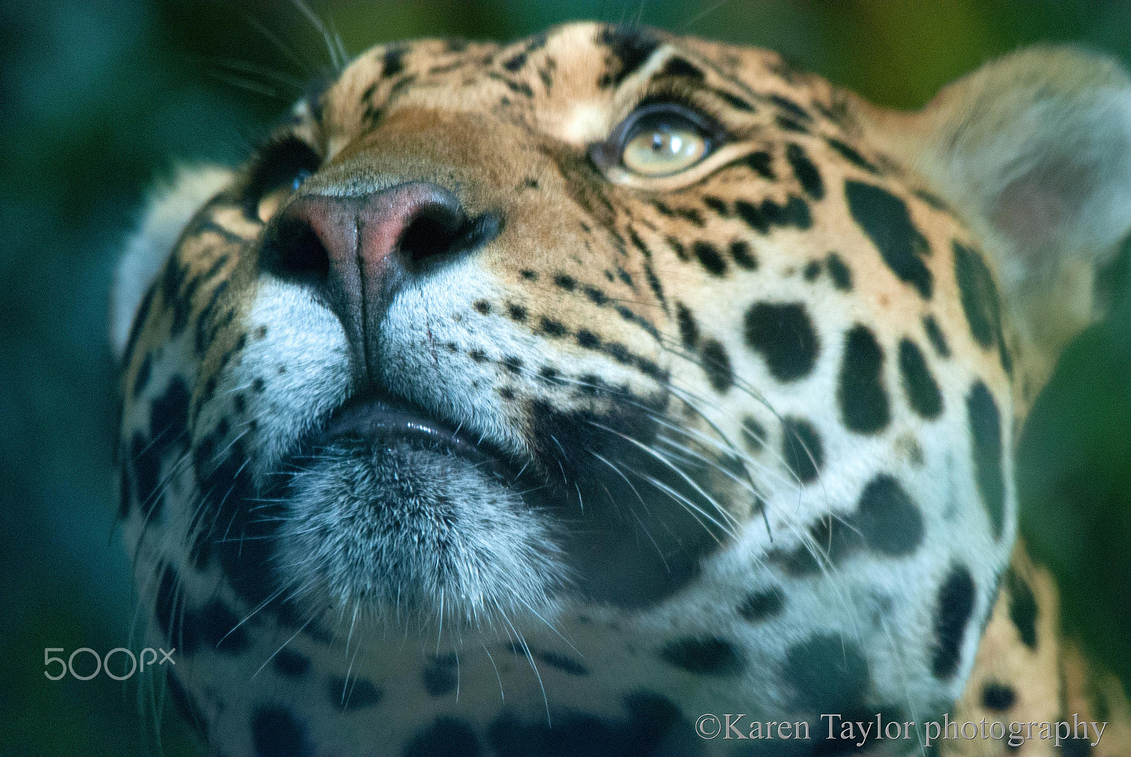 Sigma 150-500mm F5-6.3 DG OS HSM sample photo. Jaguar photography