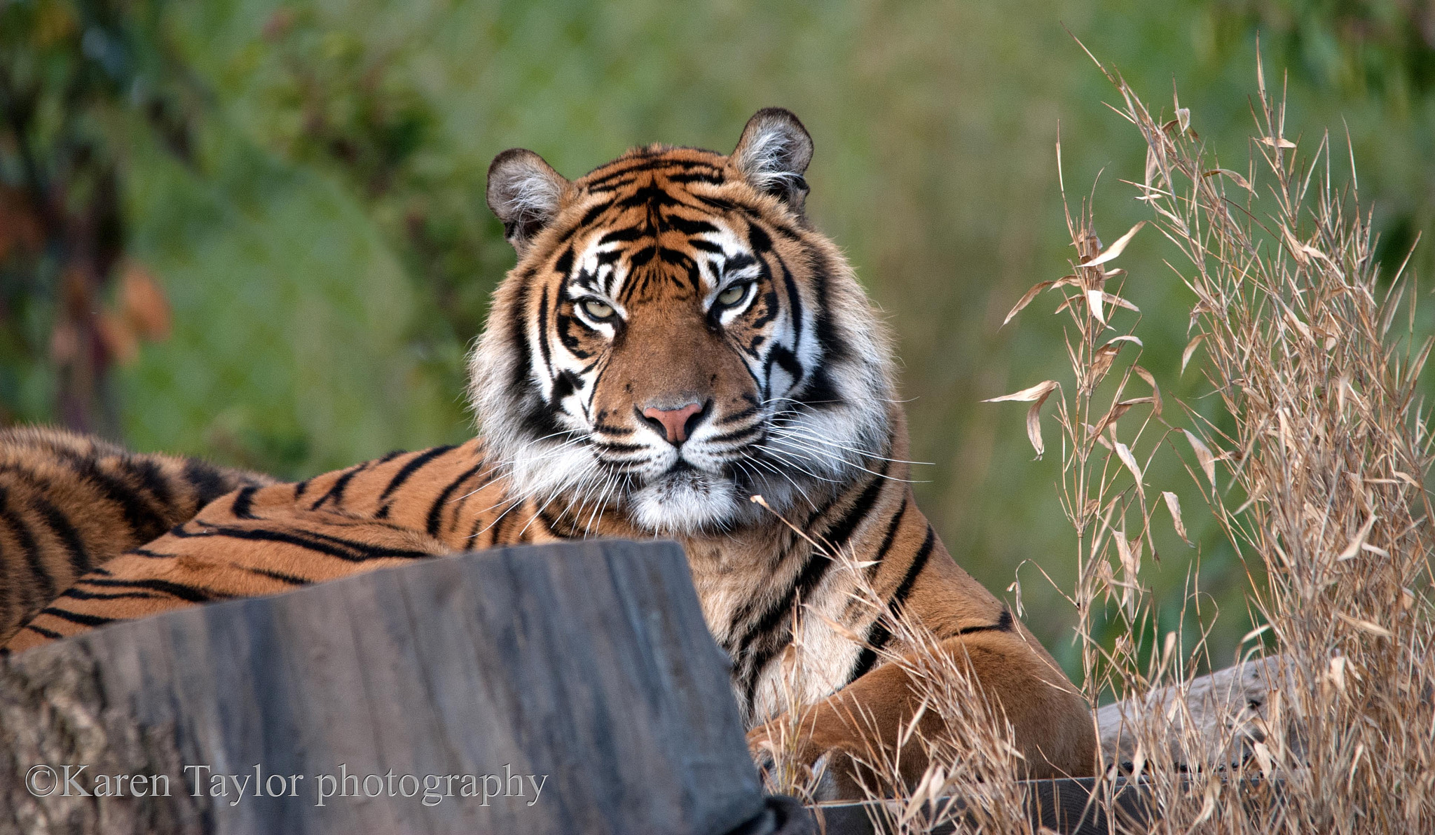 Sigma 150-500mm F5-6.3 DG OS HSM sample photo. Edited photography