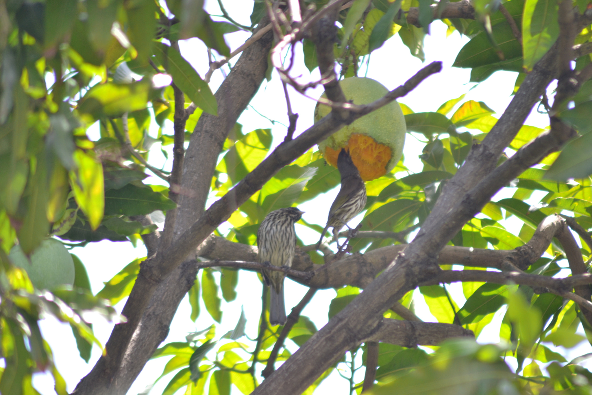 Nikon AF Nikkor 70-300mm F4-5.6G sample photo. These birds are really having a good diet, eating  ... photography