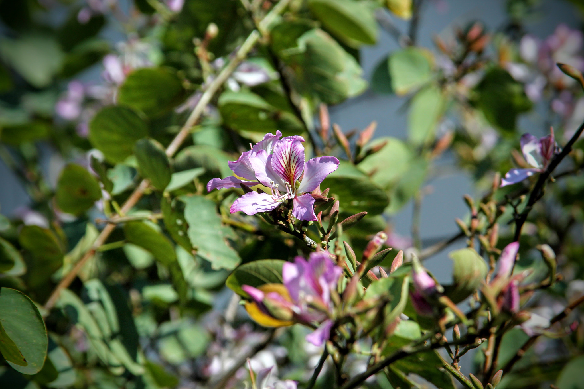 Canon EF 35-80mm f/4-5.6 sample photo