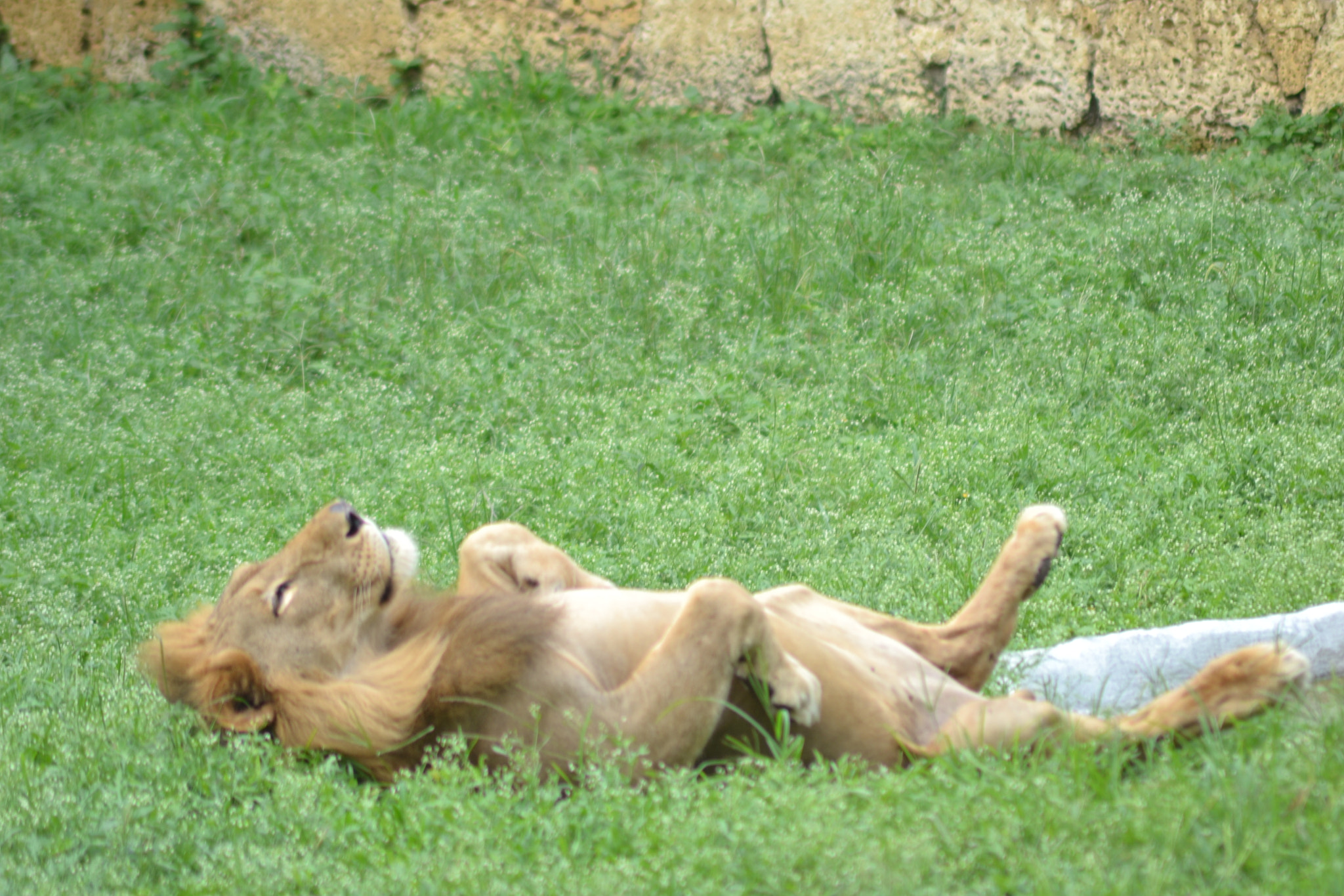 Nikon AF Nikkor 70-300mm F4-5.6G sample photo. He really sleeps like a king! photography