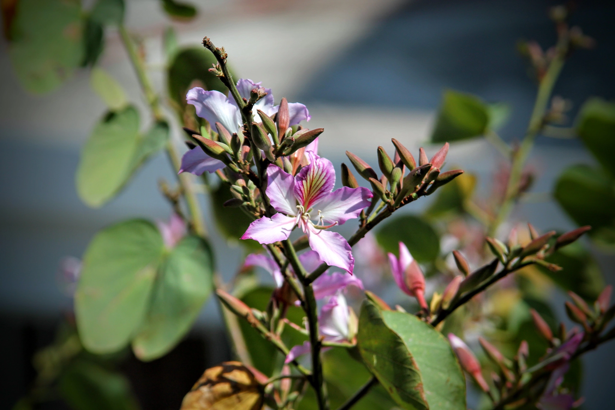 Canon EF 35-80mm f/4-5.6 sample photo