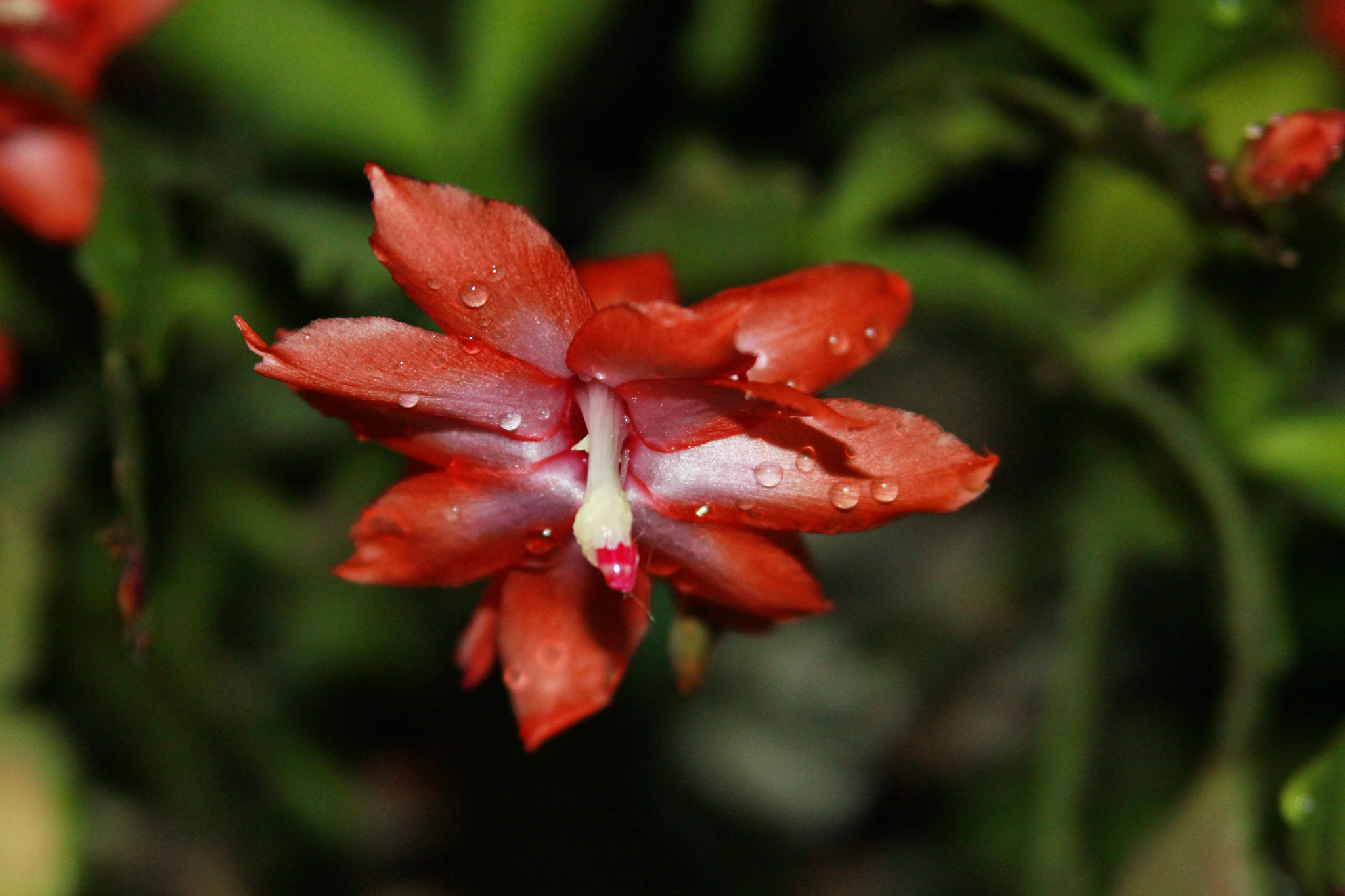 Canon EF 35-80mm f/4-5.6 sample photo