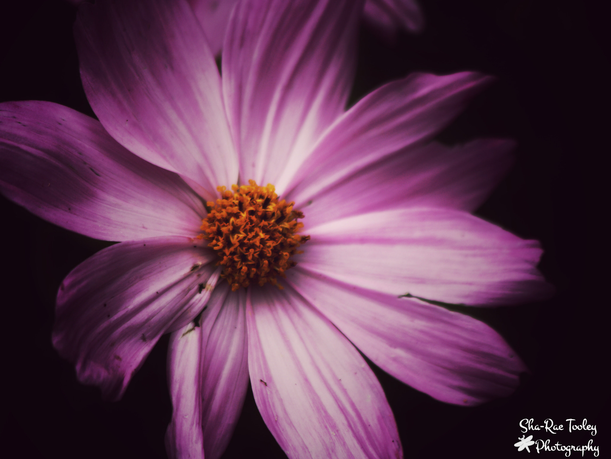 Canon EF 70-300mm F4-5.6 IS USM sample photo