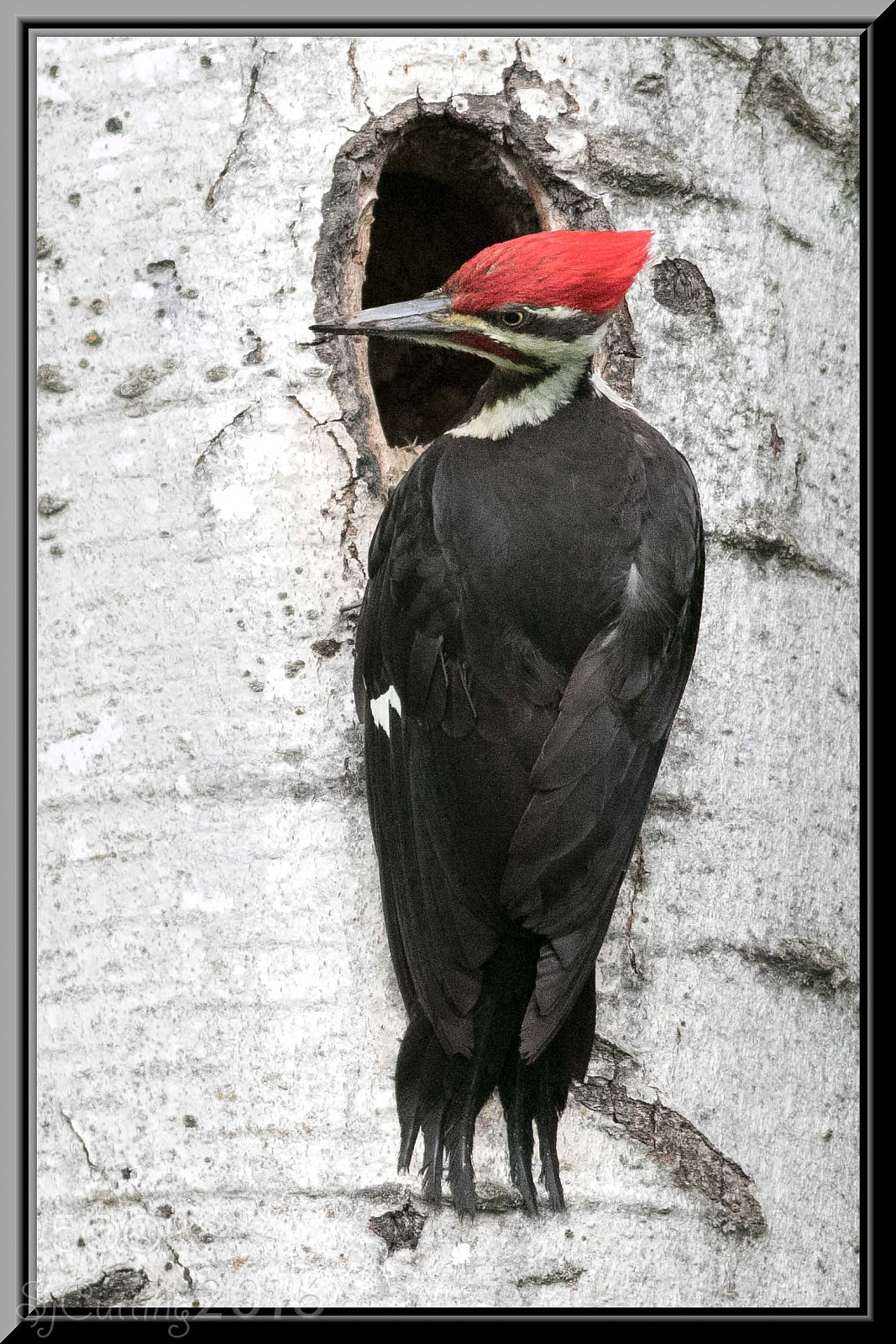 Canon EOS 7D Mark II + Canon EF 400mm F5.6L USM sample photo. Pileatedwoodpeckermale cropwithframe appearedtobefeedingchicks wm photography