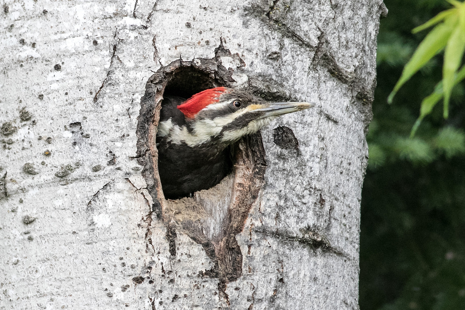 Canon EOS 7D Mark II + Canon EF 400mm F5.6L USM sample photo. Pileatedwoodpecker femaleabouttoleavecrop photography